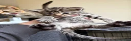 Mixed Breed cats for sale: 2 Girls 2 Males in Fleetwood - Advert 7