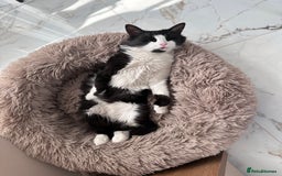 Domestic Shorthair cats for sale: Bulgarian Stray Cat Needing Loving Home - Image 2