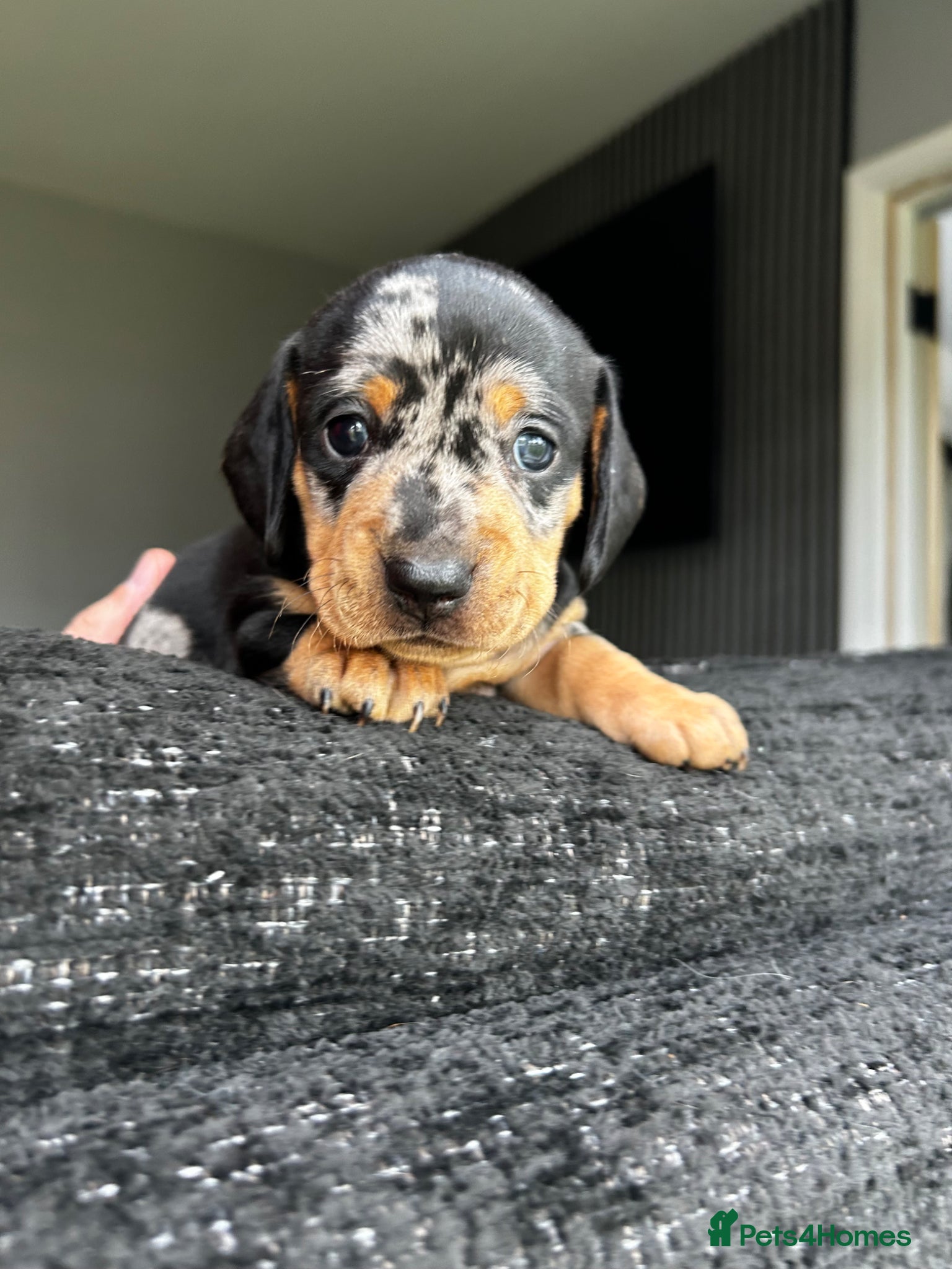 Miniature Dachshund dogs Miniature Dachshund  - Advert 1