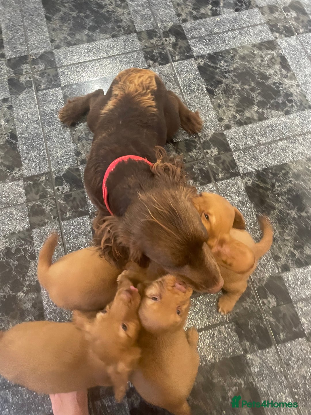 Cocker Spaniel dogs for sale: Cocker spaniel puppies - Image 7