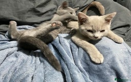 British Shorthair cats for sale: Adorable British shorthair kittens  - Image 20