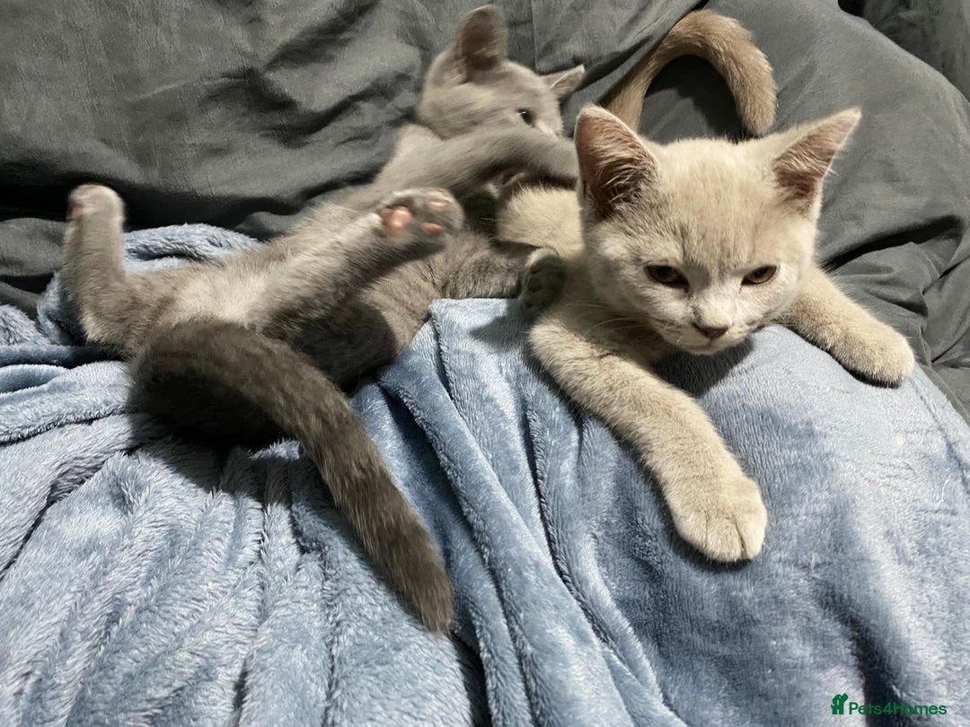 British Shorthair cats for sale: Adorable British shorthair kittens  - Image 20