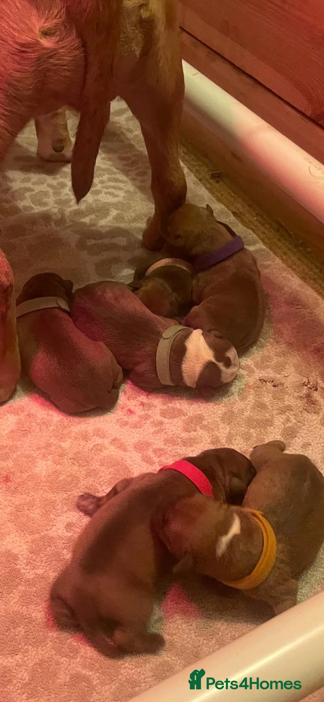 Staffordshire Bull Terrier dogs for stud: Red Staffordshire Bull Terrier Stud in Wolverhampton - Advert 16