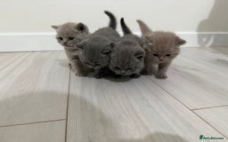 British Shorthair cats for sale: 4 adorable British Shorthair kittens - Advert 4