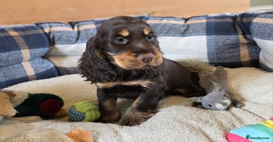 Cocker Spaniel dogs - Advert 2