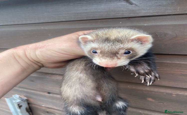 Ferret rodents - Advert 7
