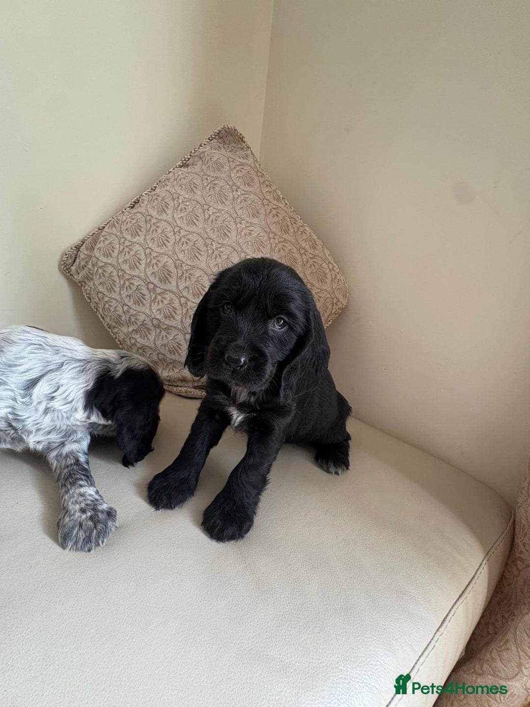 Cocker Spaniel dogs for sale: blue roam cocker spaniels - Image 19