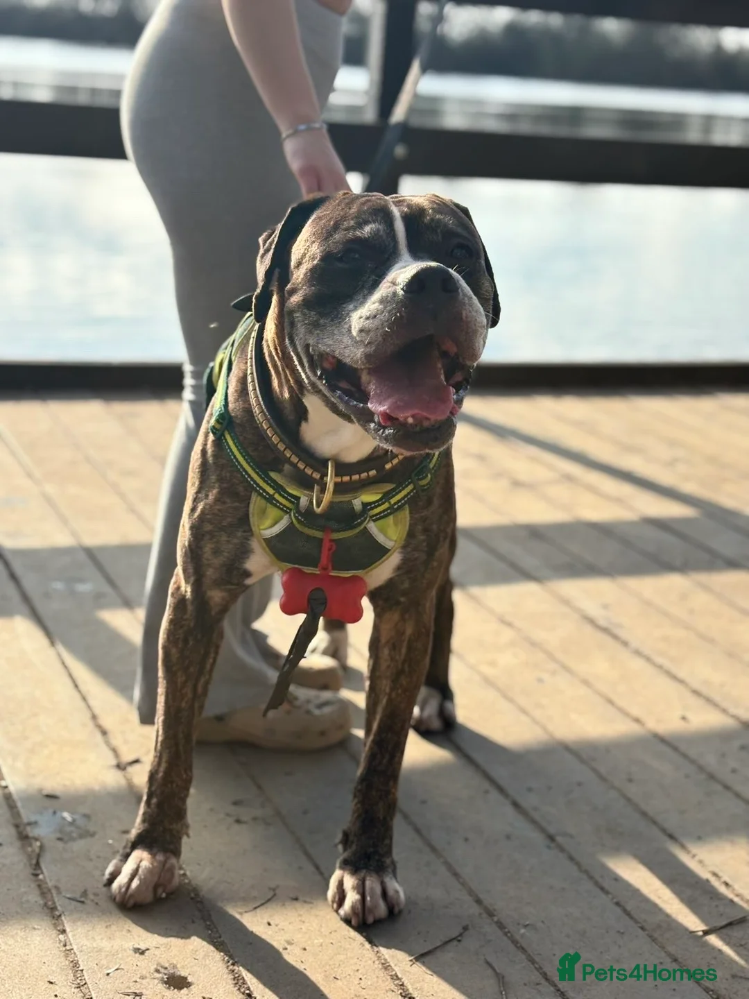 Mixed Breed dogs for sale: Buster (staffy cross boxer) - Advert 1