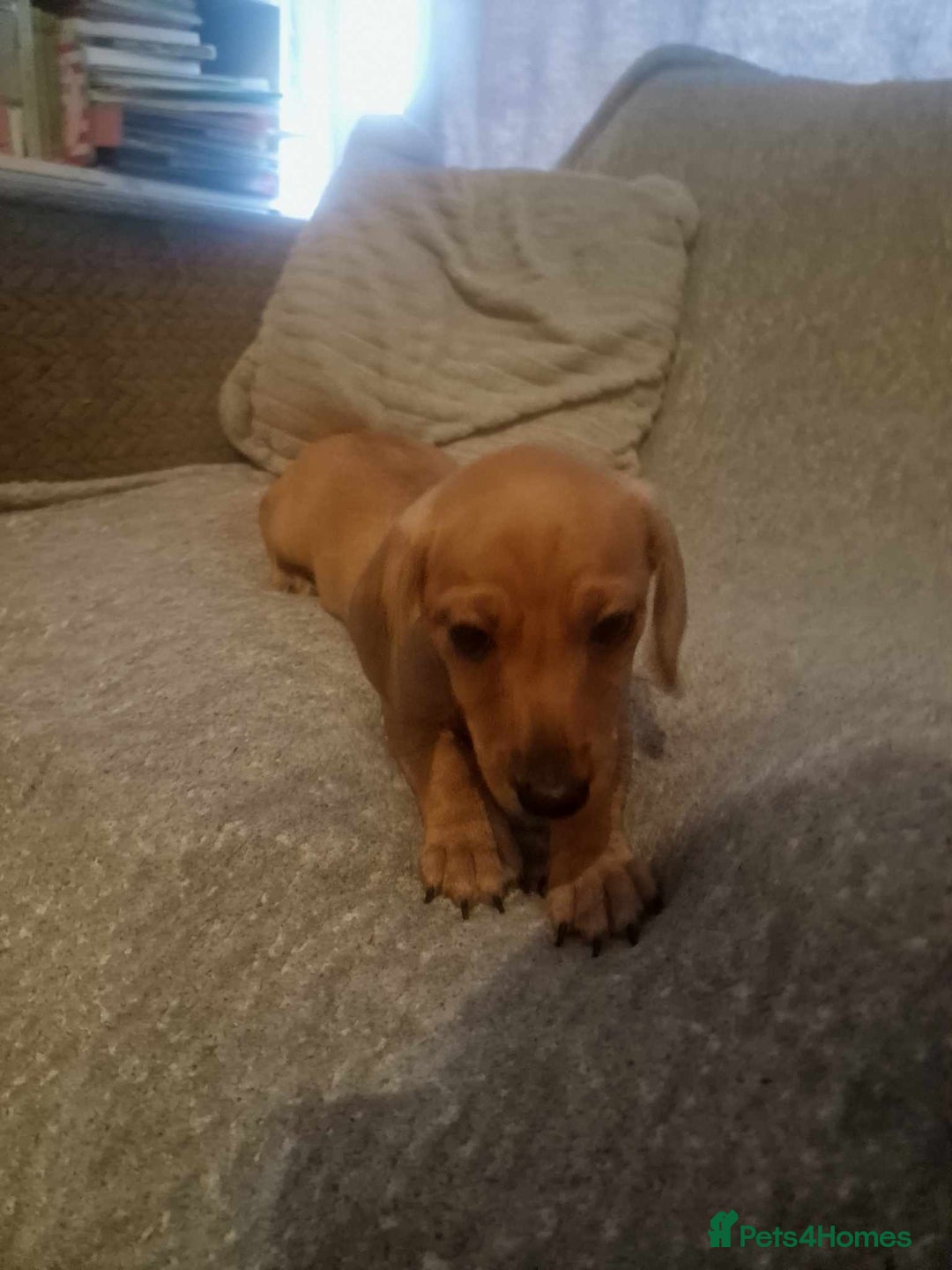 Dachshund dogs for sale: Adorable Dachshund Puppies for Sale - Image 10