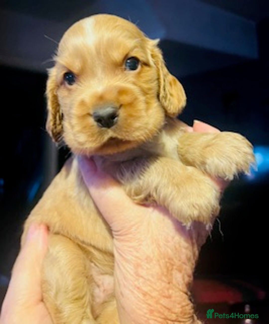 Cocker Spaniel dogs for sale: lyncham cocker spaniels - Image 7
