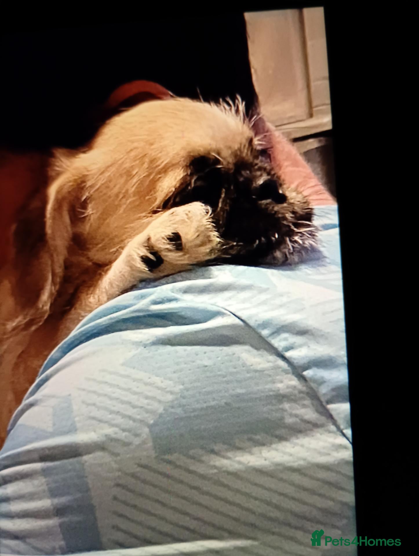 Mixed Breed dogs Gorgeous litter of pugzu male puppies  - Advert 11