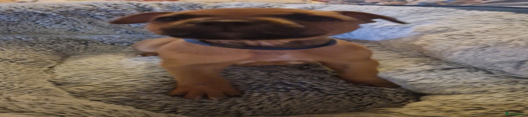 Staffordshire Bull Terrier Puppy 2