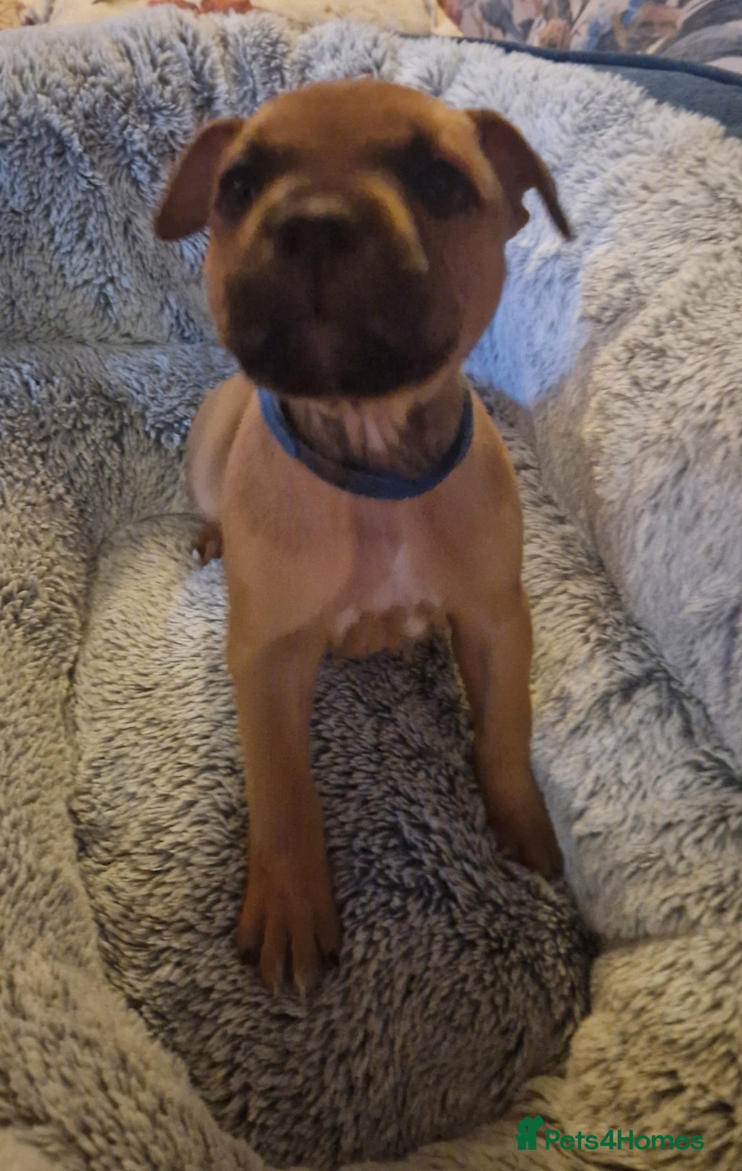 Staffordshire Bull Terrier dogs for sale: Staffordshire bull terrier pups - Image 4