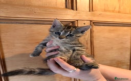 Domestic Shorthair cats for sale: *both pending collection* X2 female tabby kittens  - Image 2