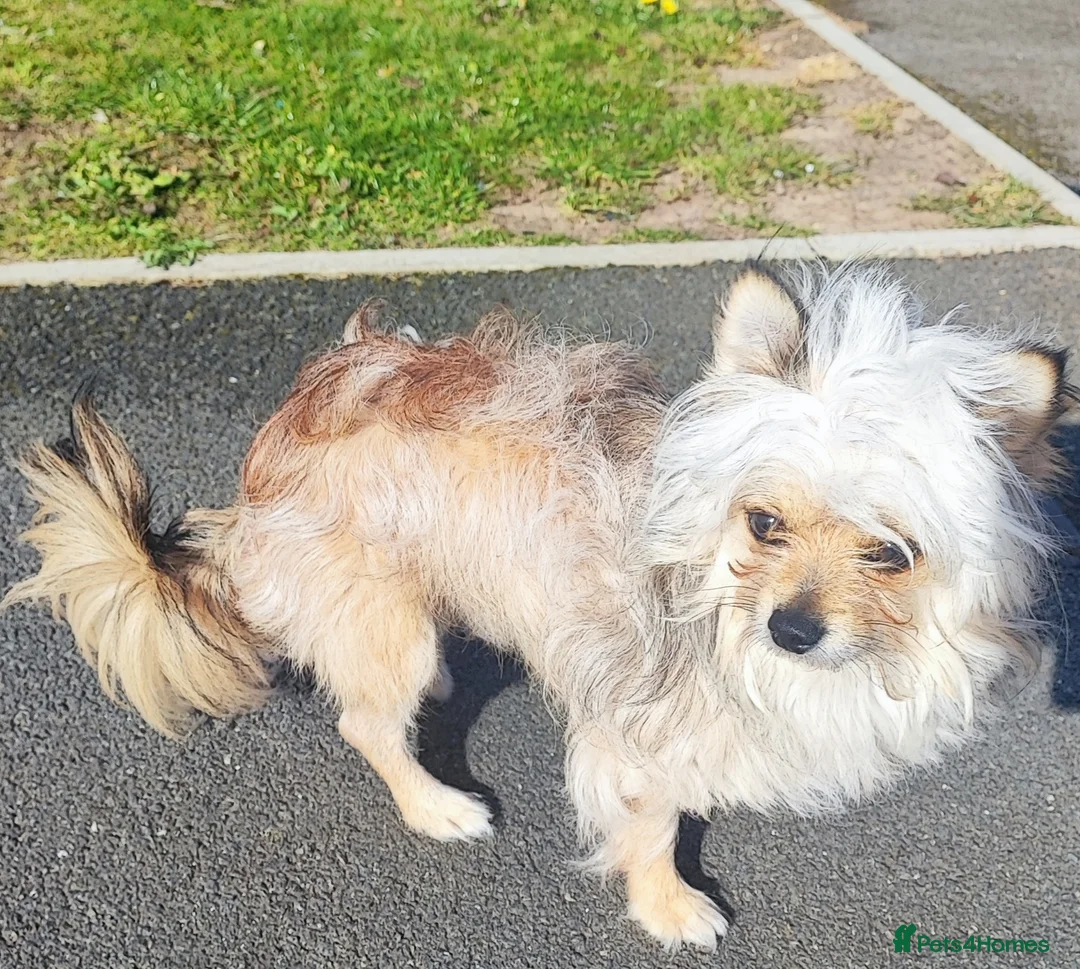 Mixed Breed dogs for stud: Sobaken, 2 y.o. male, for stud only, not for sale - Advert 2