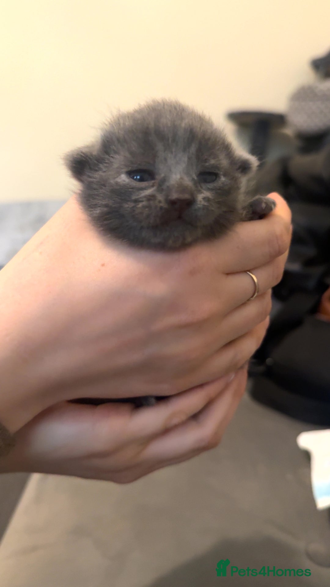 Russian Blue cats for sale: 3 Russian/tabby mix  - Image 4