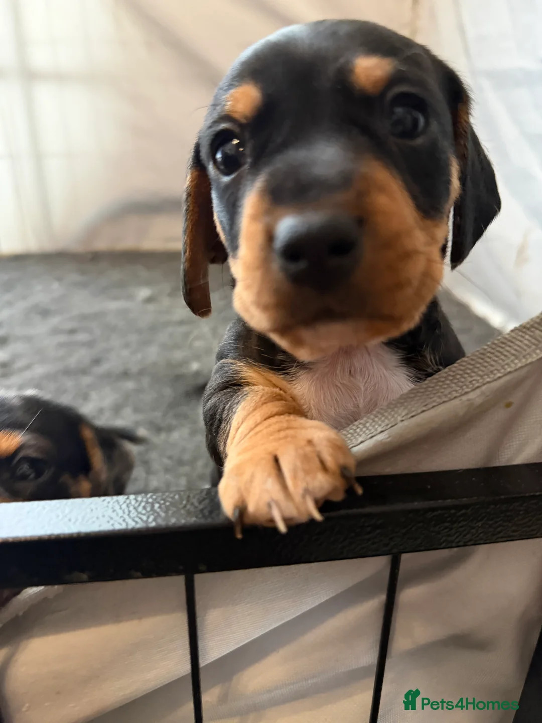 Jackshund dogs for sale: Beautiful Jackweenie Boy  - Advert 2