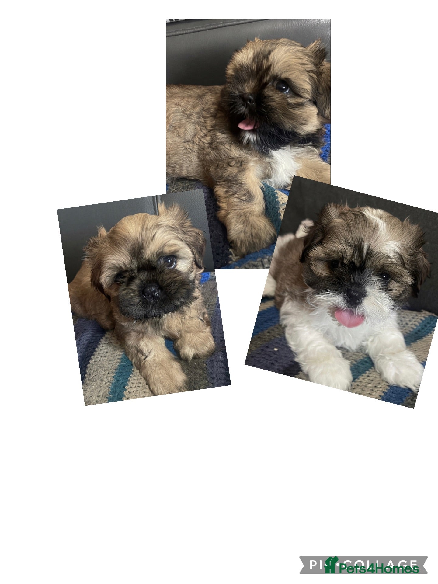 Shih Tzu dogs 🌟READY NOW 🌟stunning Shih Tzu Puppies ❤️ - Advert 8