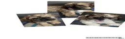 Shih Tzu dogs for sale: 🌟READY NOW ,LAST BOY 🌟 Shih Tzu PUPPY  - Advert 2