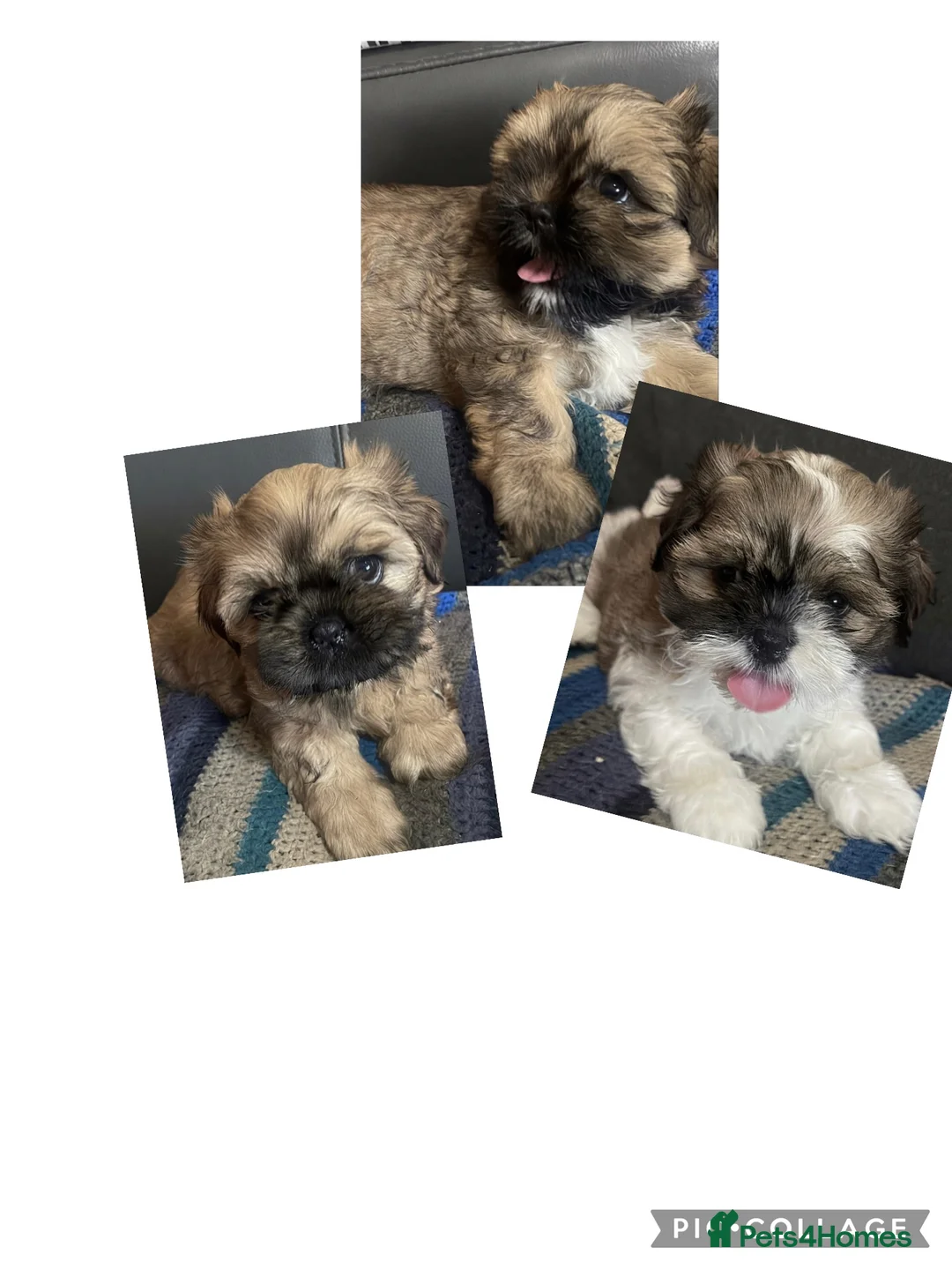 Shih Tzu dogs for sale: 🌟READY NOW ,LAST BOY 🌟 Shih Tzu PUPPY  - Advert 2