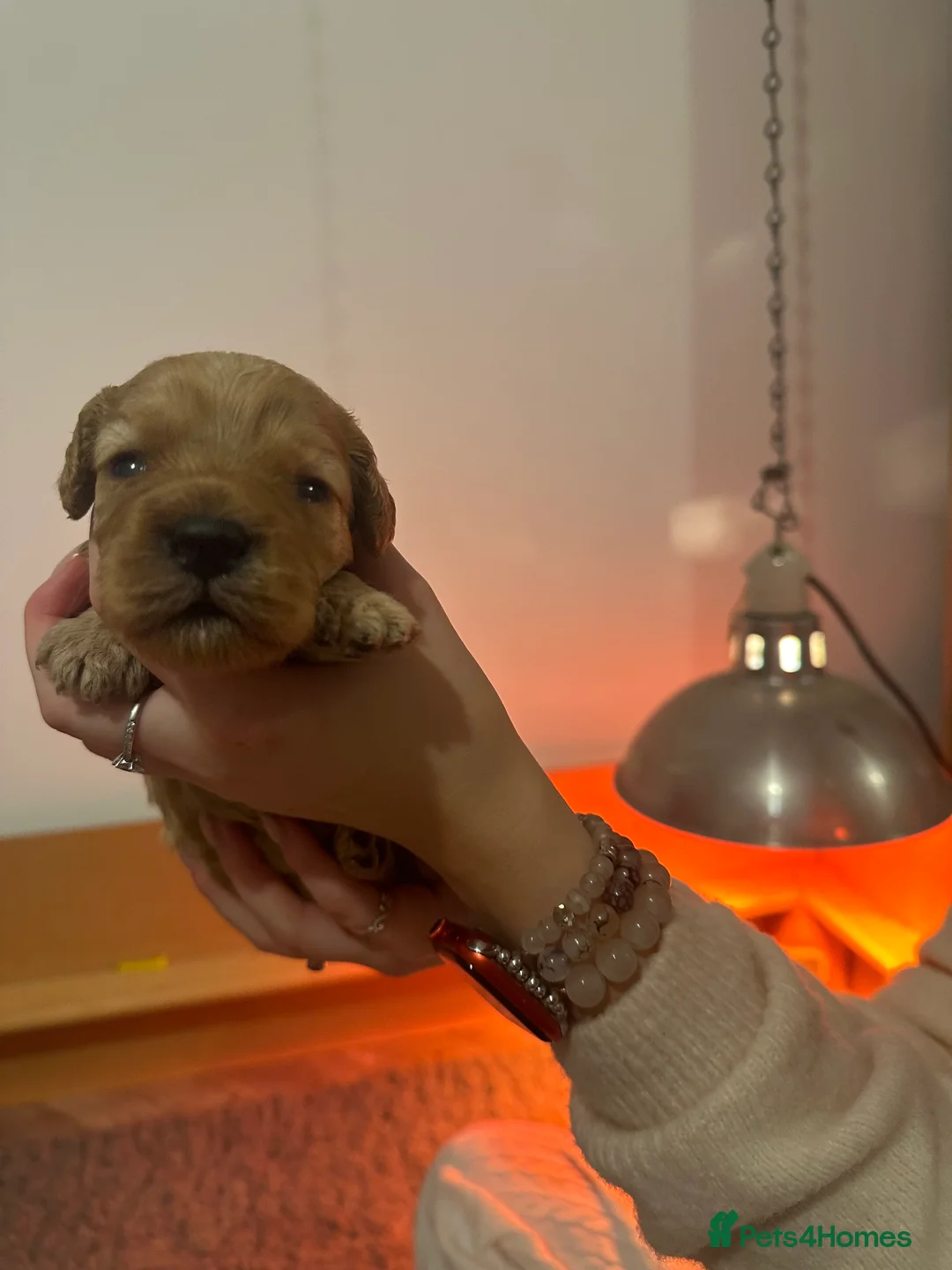 Cavapoo dogs for sale: Gorgeous F1BB Cavapoo Puppies For Sale - Advert 18