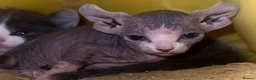 Mixed Breed cats for sale: Gorgeous American curl x Sphynx kittens🐾 - Advert 10