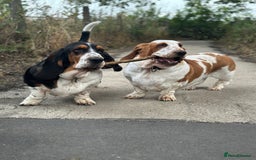Basset Hound dogs for sale: Basset Hound Puppies - Image 6