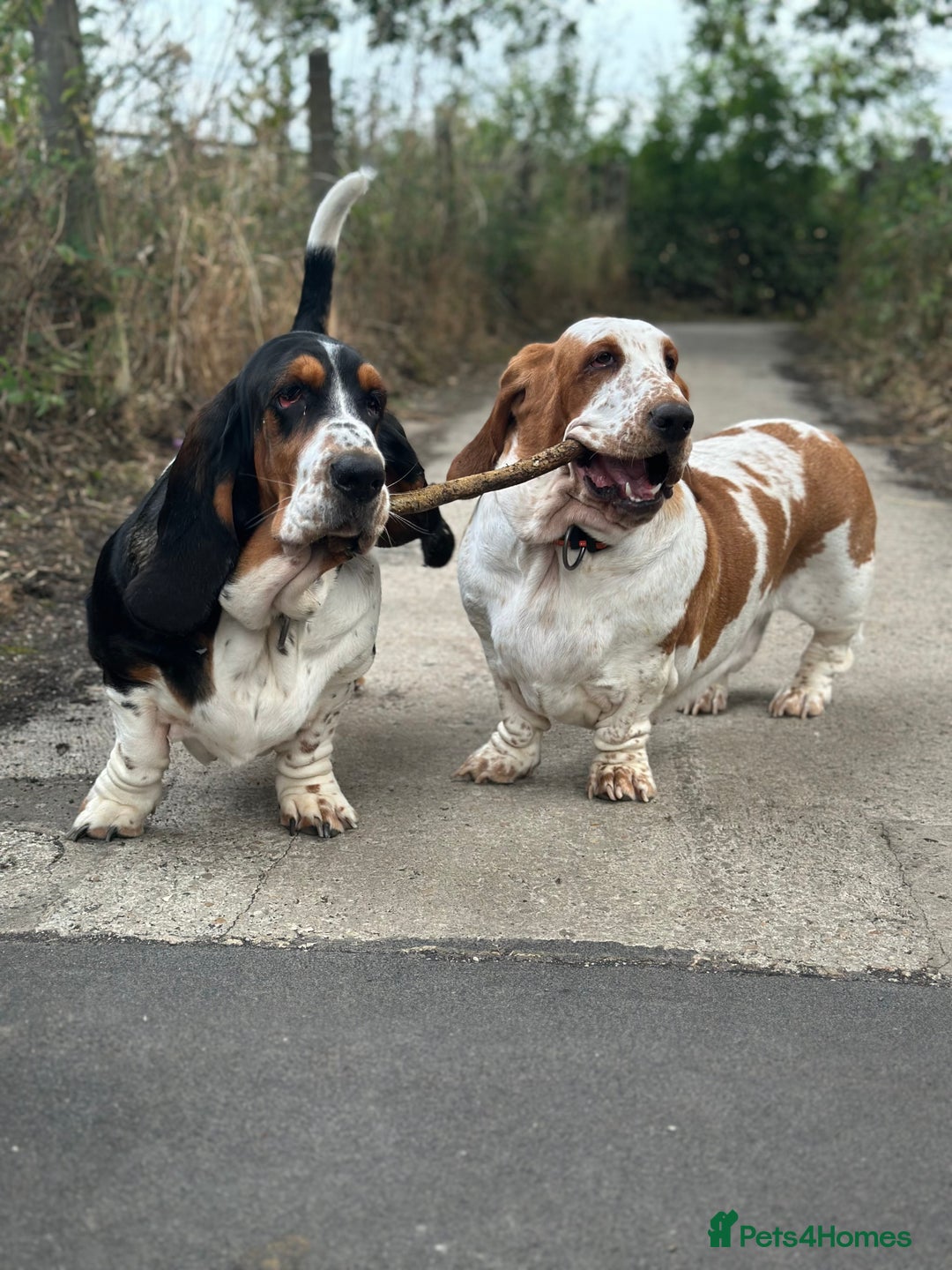Basset Hound dogs for sale: Basset Hound Puppies - Image 6