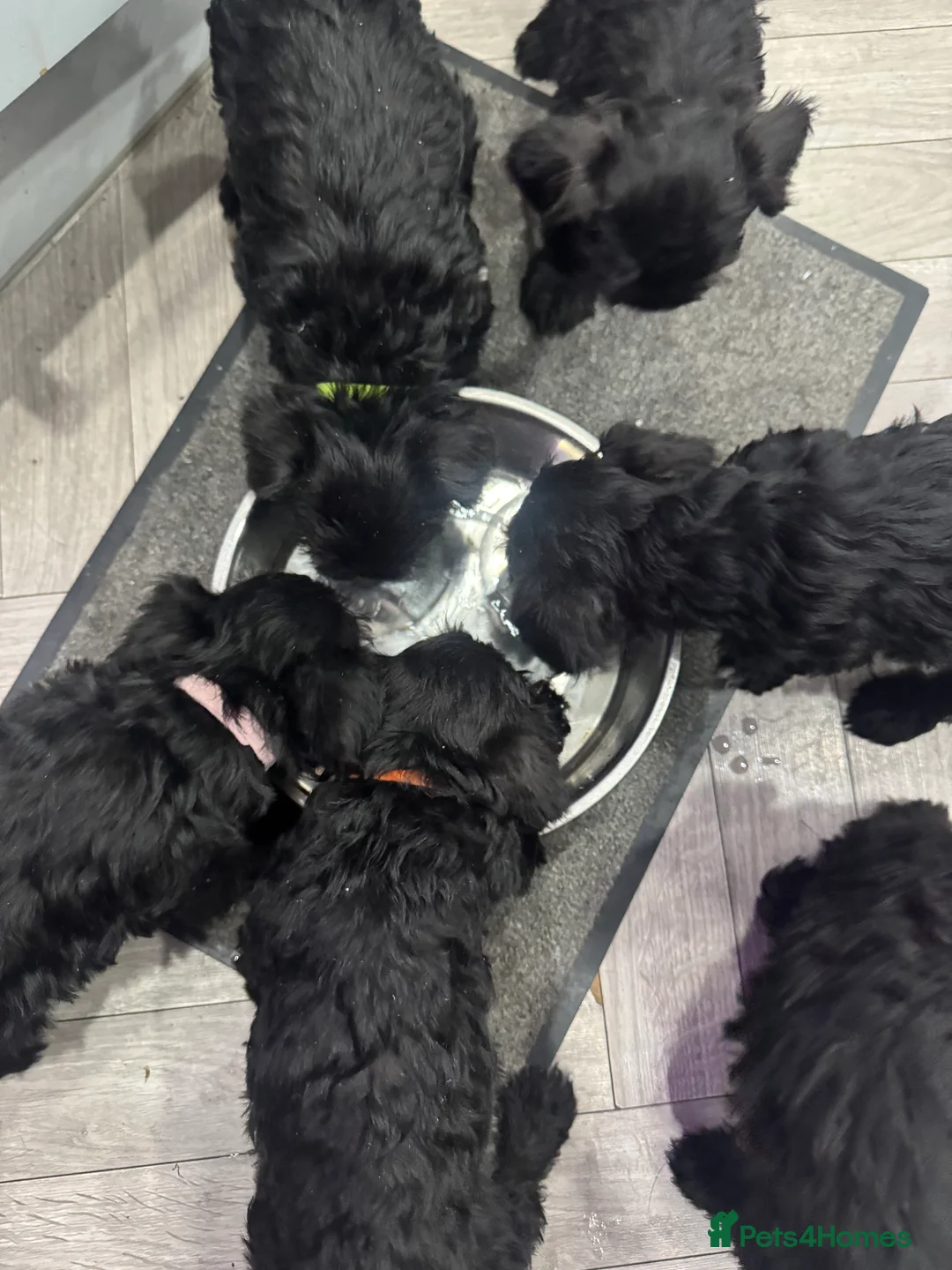 Miniature Schnauzer dogs for sale: Female Miniature Schnazuer Puppy 7 weeks old - Advert 3