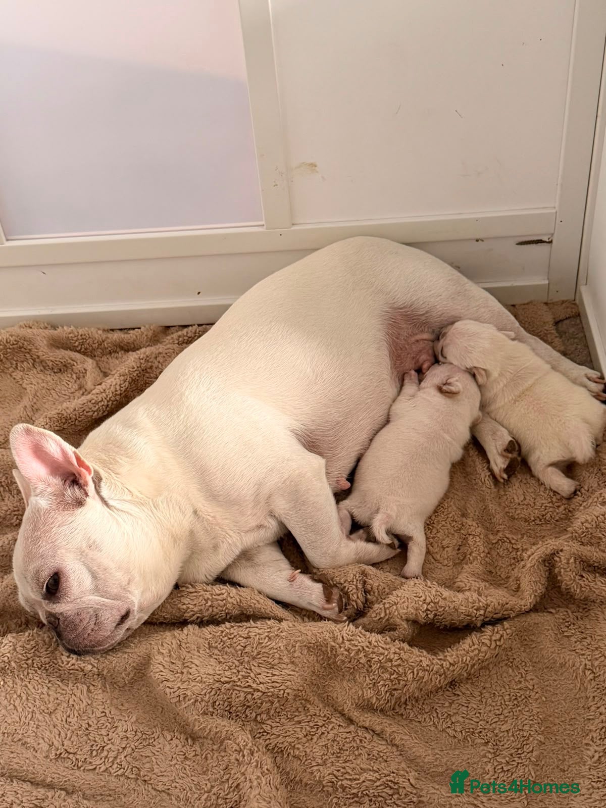 Frug dogs Beautiful drug pups  - Advert 7