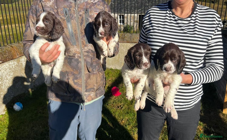 Sprocker dogs - Advert 2