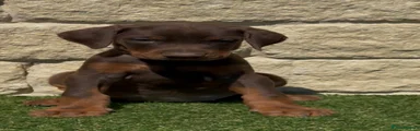 Dobermann Puppy 4