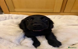 Cocker Spaniel dogs for sale: 7x Dock Tail Cocker Spaniel Puppies - Image 5