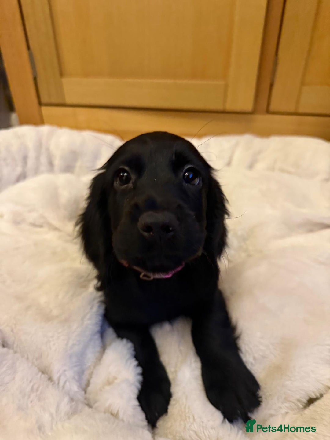 Cocker Spaniel dogs for sale: 7x Dock Tail Cocker Spaniel Puppies - Image 5