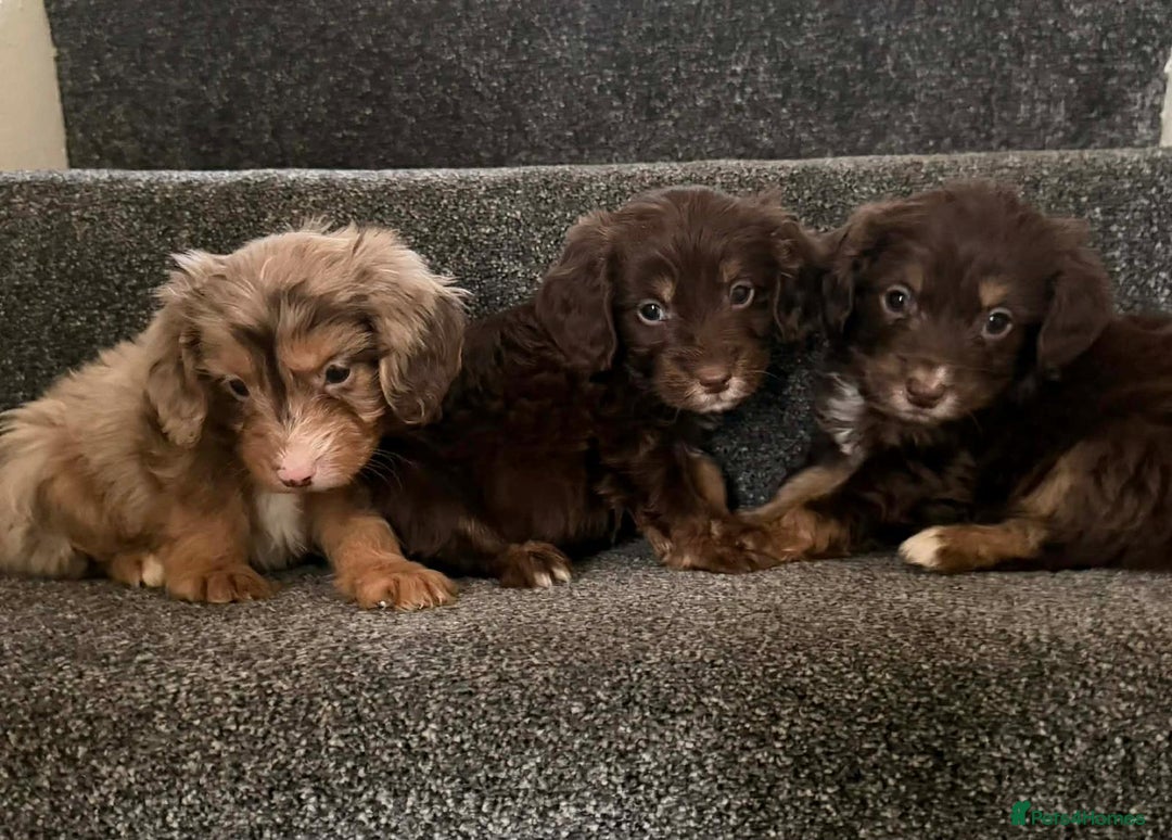 Cockapoo dogs for sale: Outstanding puppies are ready go to  - Advert 11
