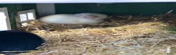 Mini Lop rabbits for sale: BEW ( Blue eyed white) mini lops for sale - Advert 6