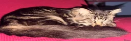 Maine Coon cats for sale: Maine Coon  in Craigavon - Advert 6