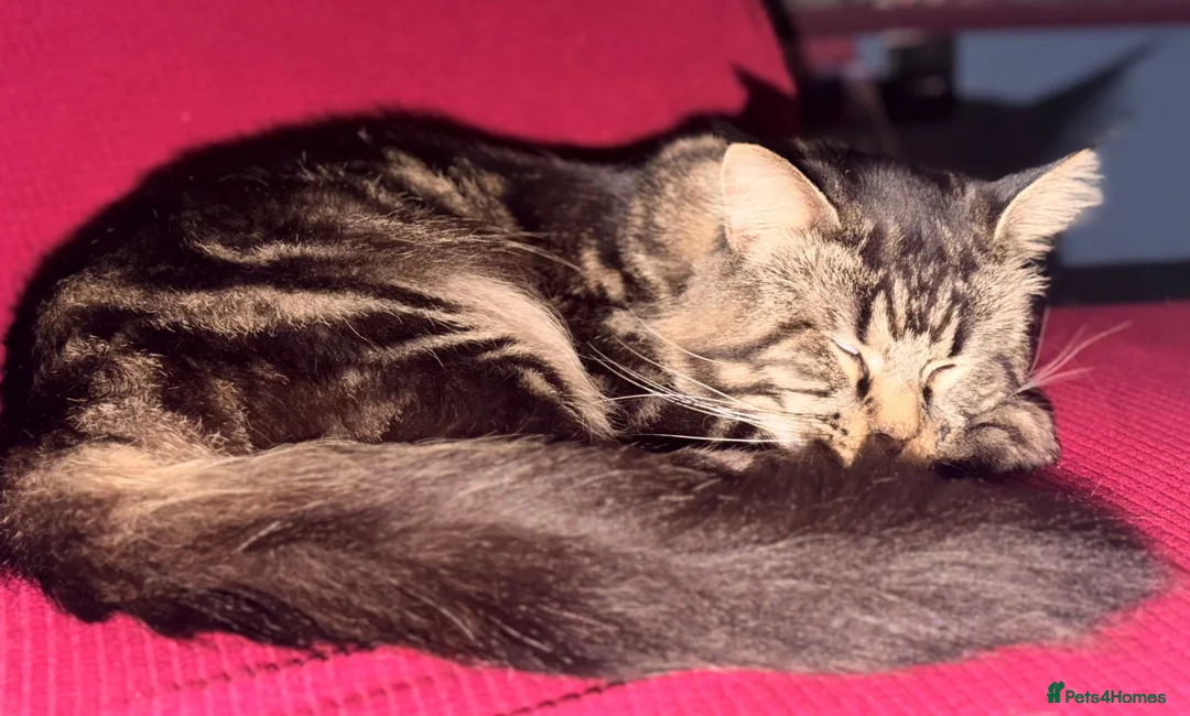 Maine Coon cats for sale: Maine Coon  in Craigavon - Advert 6