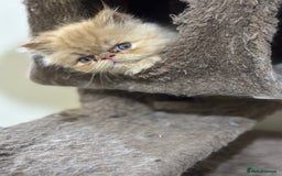 Persian cats for sale: Pedigree Persian Kittens ready to be rehomed - Image 32
