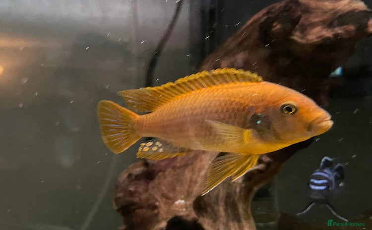 Cichlids fish - Advert 1