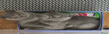 British Shorthair Kitten 3