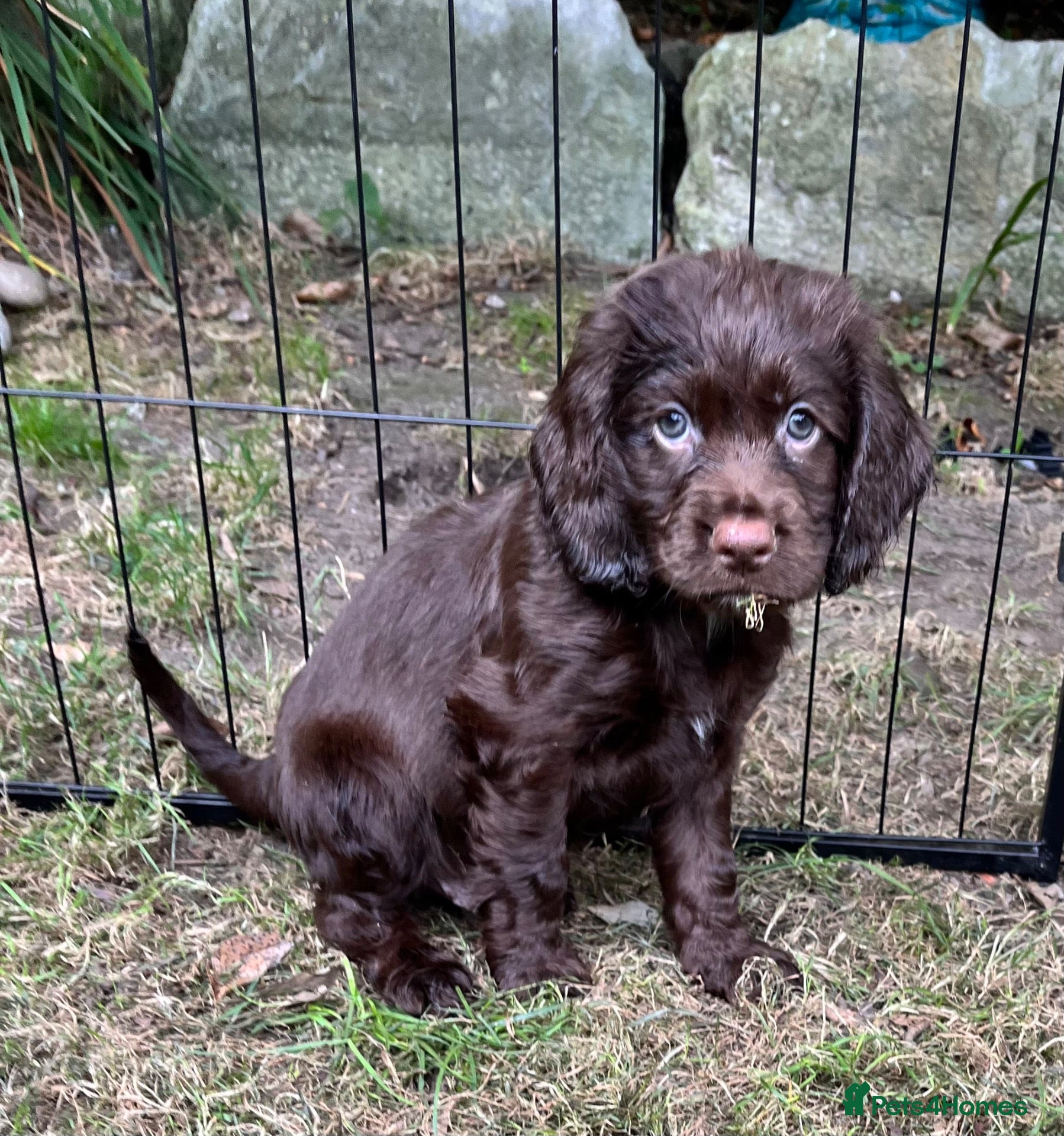 Cocker Spaniel dogs Pedigree Working Cocker Spaniels 2 boys available - Advert 12