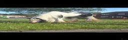 Irish Cob horses for sale: 13h driving cob mare clam in all ways  in Kidderminster - Advert 2