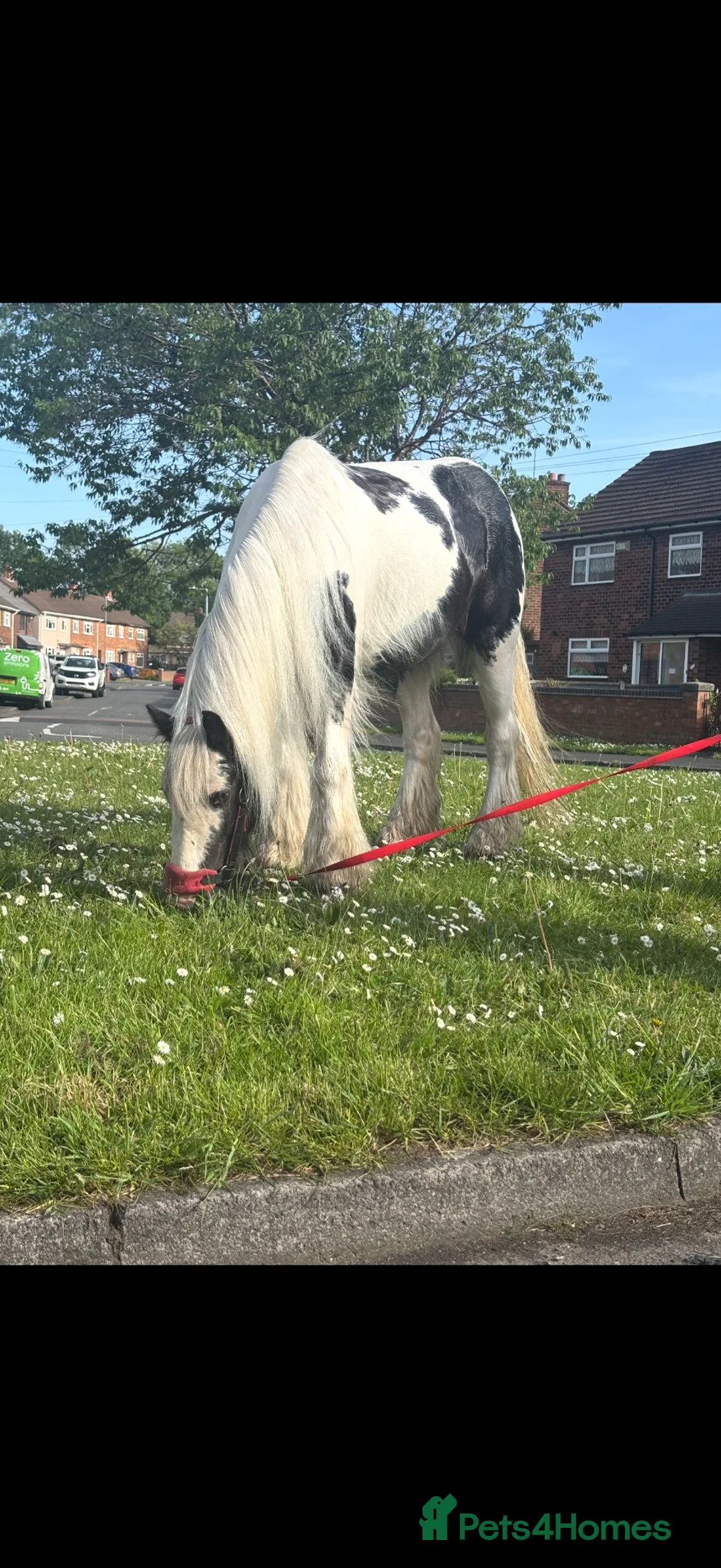 Irish Cob horses for sale: 13h driving cob mare clam in all ways  in Kidderminster - Advert 2