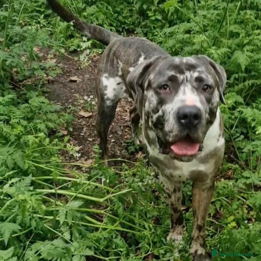 Mixed Breed dogs for adoption: Blue (Cane Corso mix) - Image 5
