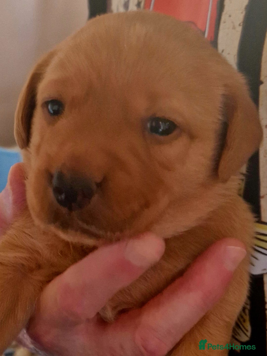 Labrador Retriever dogs for sale: G corkill - Advert 6
