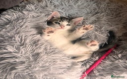Toyger cats for sale: Adorable kitten  - Image 9