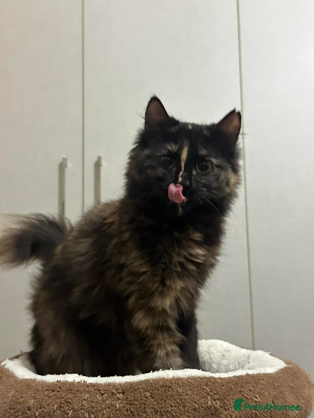 Mixed Breed cats for adoption: Sasha and Nori the fluffy divas - Advert 8