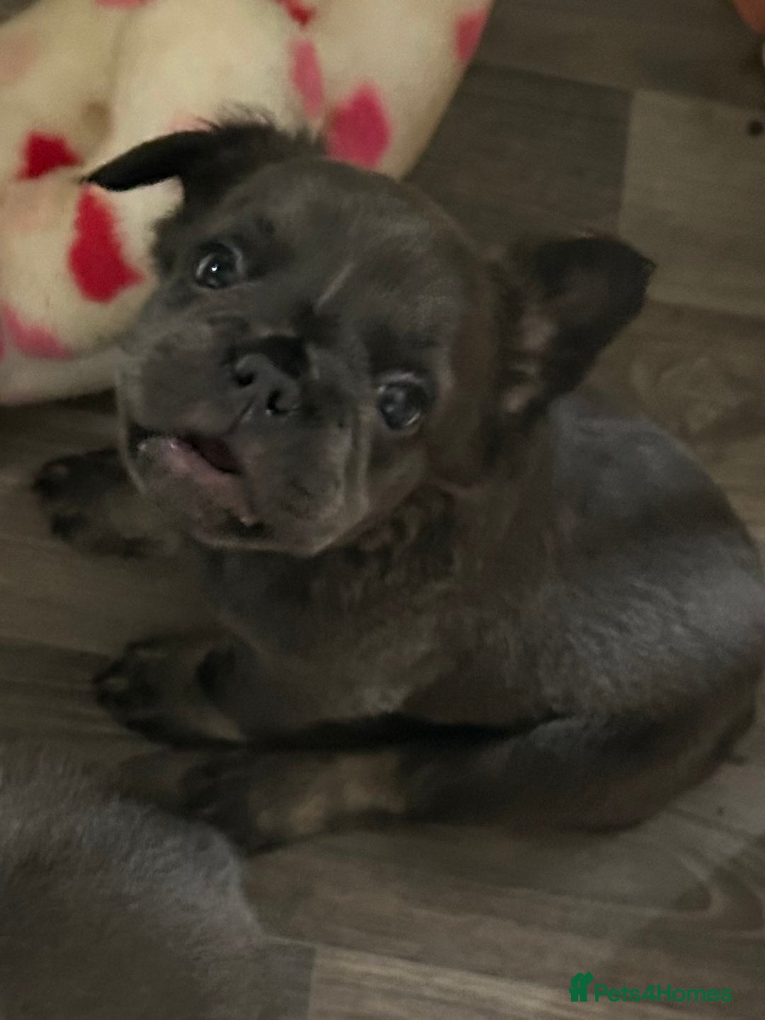 French Bulldog dogs for sale: 🐾Ready now 🔥Fluffy French bulldogs🔥🐾 in Rotherham - Image 8