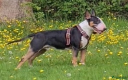 English Bull Terrier dogs for stud: Bullet is up for stud!!! - Image 1